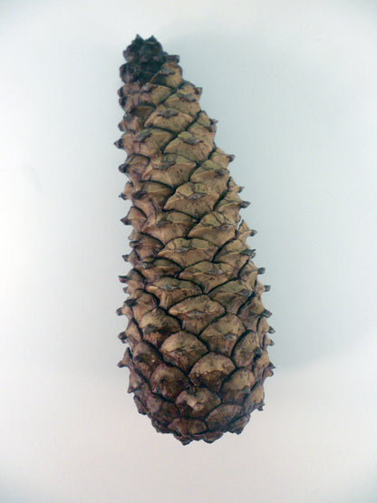 Ivy Kids Kit - Penguin and Pinecone