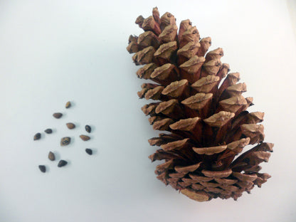 Ivy Kids Kit - Penguin and Pinecone