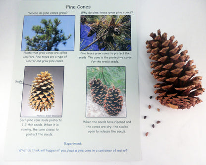 Ivy Kids Kit - Penguin and Pinecone