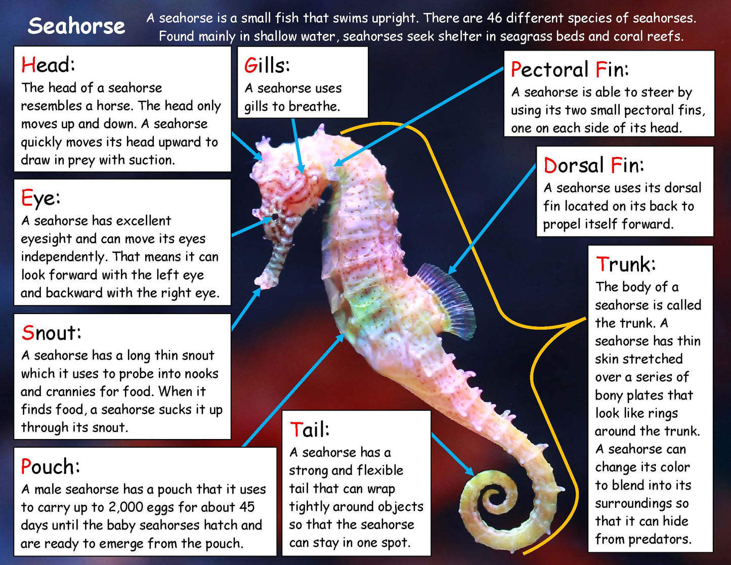 Ivy Kids Kit - Mister Seahorse