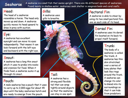 Ivy Kids Kit - Mister Seahorse