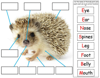 Hedgehog Body Parts Kids STEM