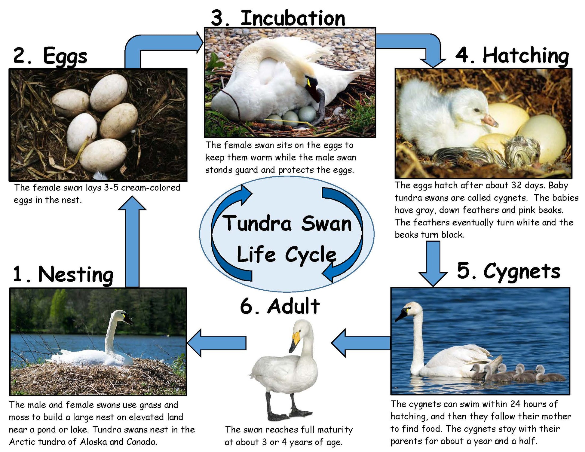 Tundra Swan Life Cycle Board for Kids