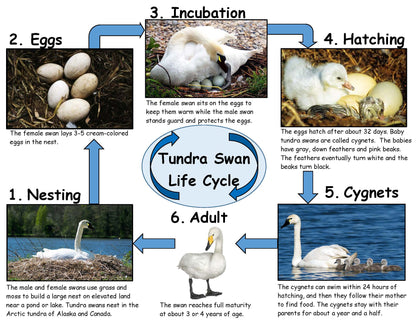 Tundra Swan Life Cycle Board for Kids
