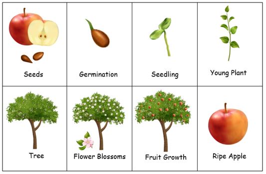 Apple life cycle