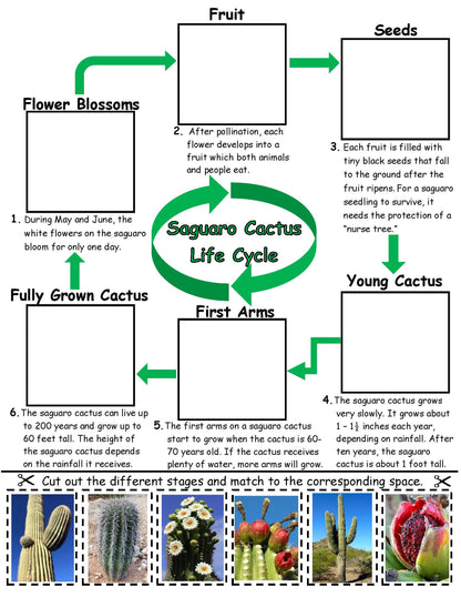 Ivy Kids Kit - Cactus Hotel