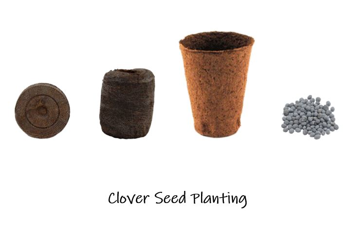Clover Seed Planting Kids STEM