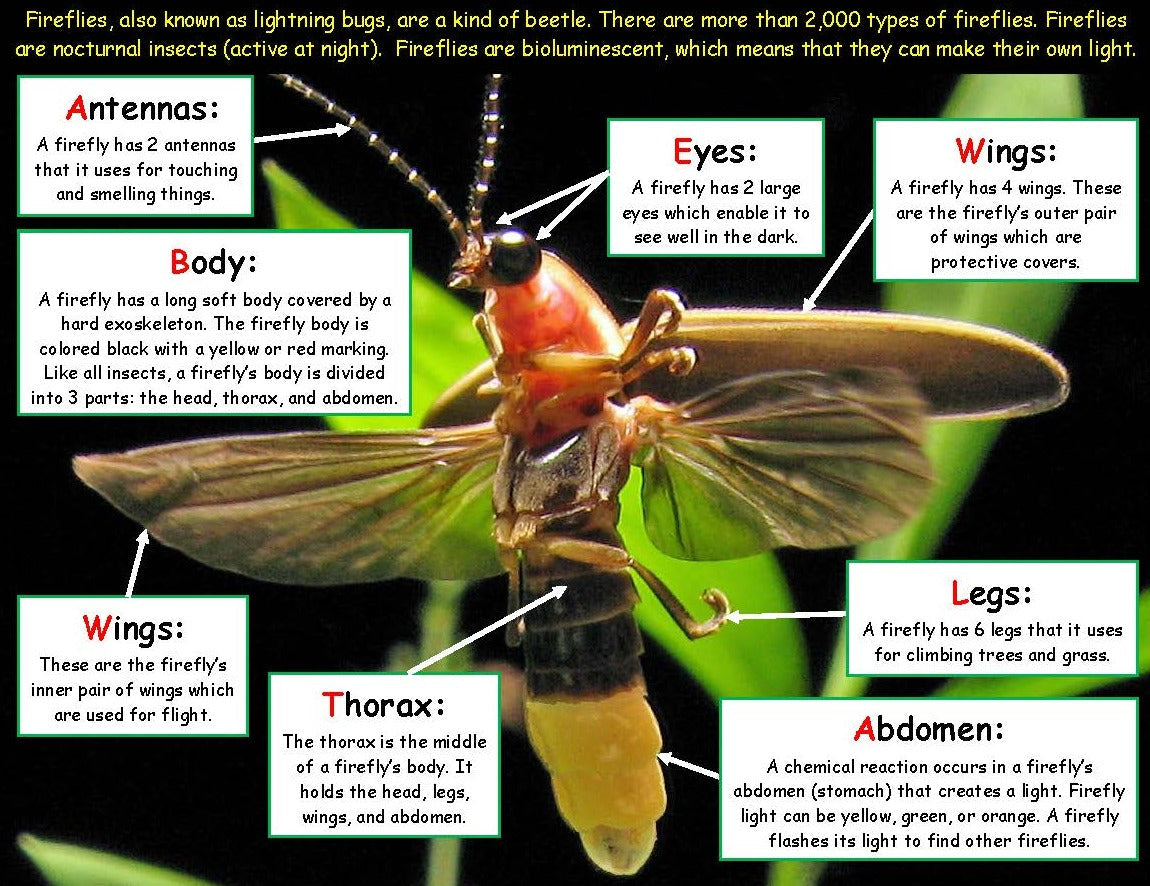 firefly facts