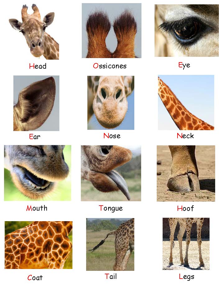 Ivy Kids kit - Giraffes Can't Dance