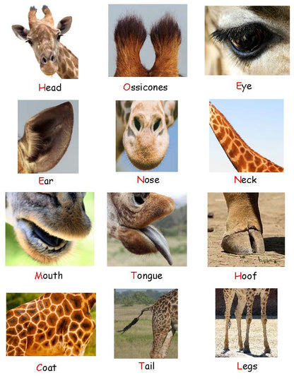 Ivy Kids kit - Giraffes Can't Dance