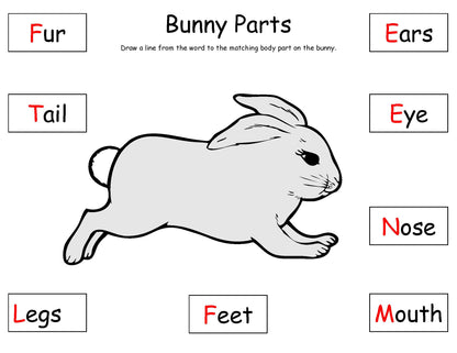 Rabbit body parts