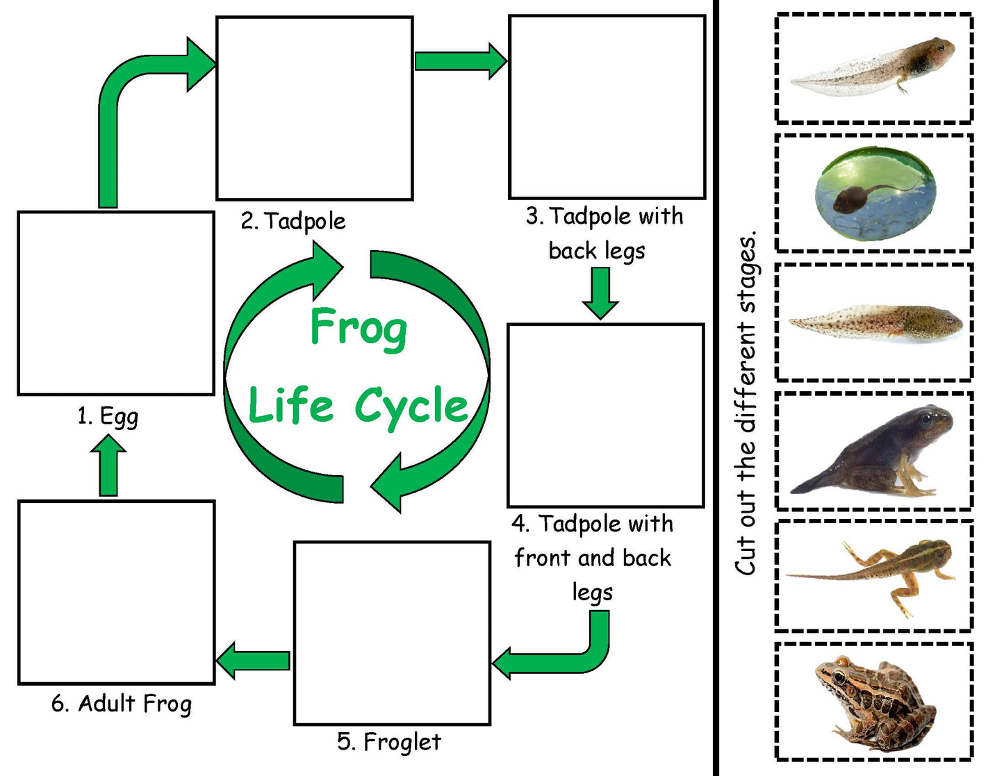 Frog Life Cycle inspired by Fish is Fish book 