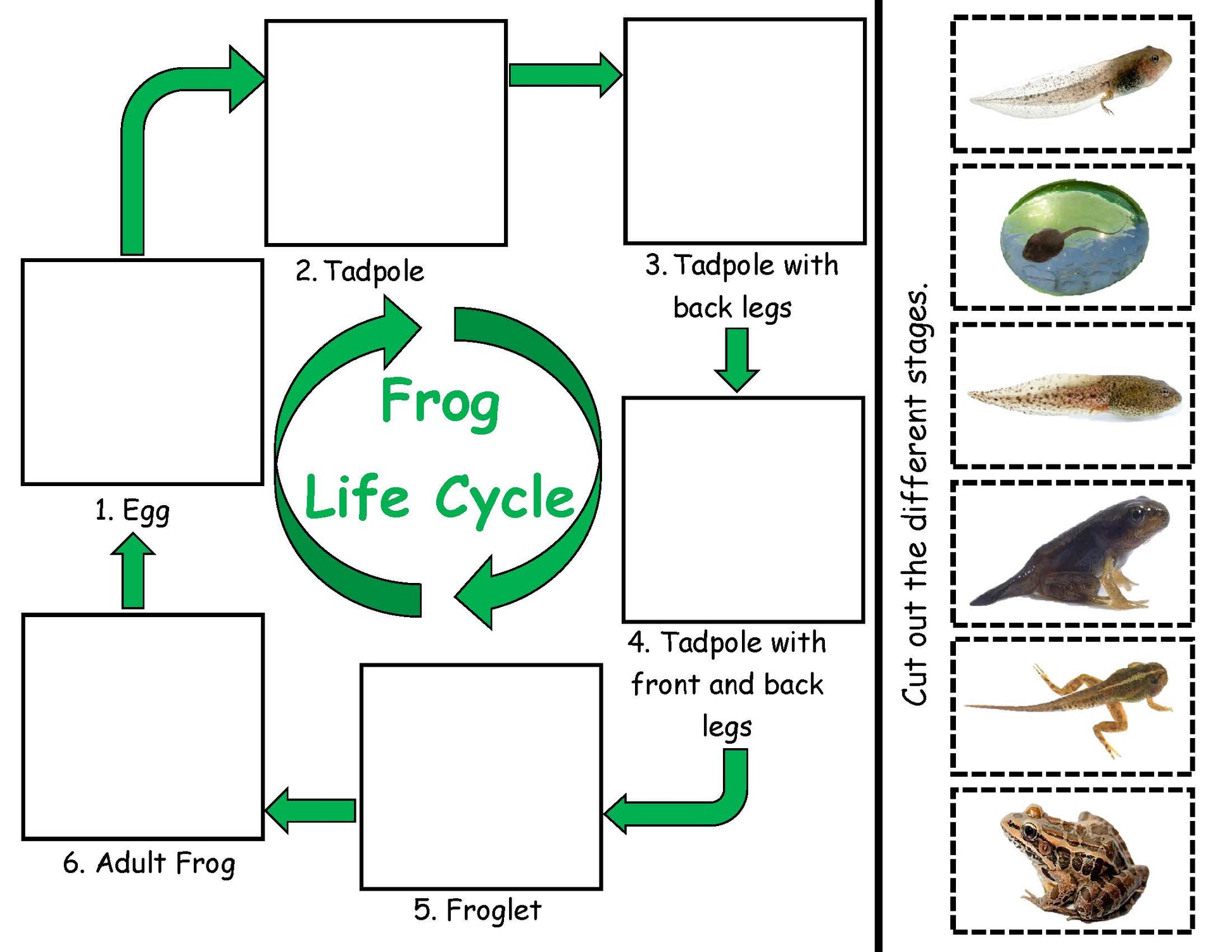 Frog Life Cycle inspired by Fish is Fish book 