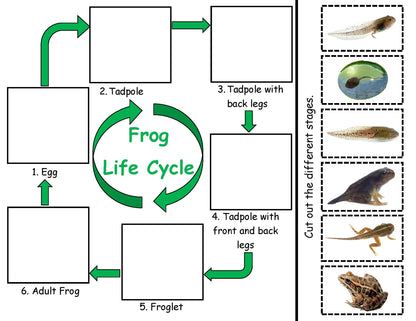 Frog Life Cycle inspired by Fish is Fish book 