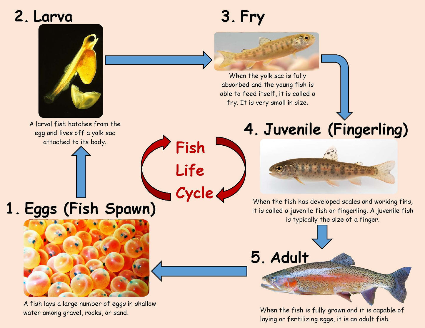 Ivy Kids kit - Fish is Fish