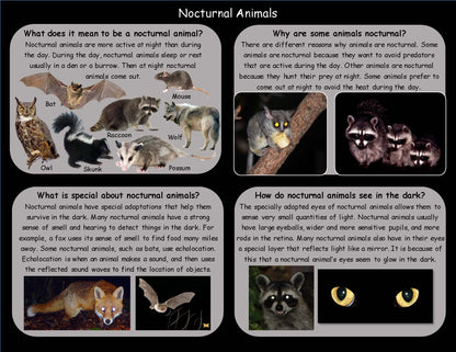 Learn facts about Nocturnal Animals