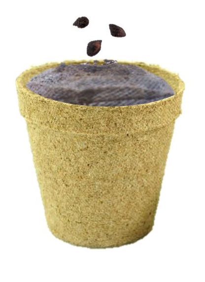 Pine tree seed planting kids science
