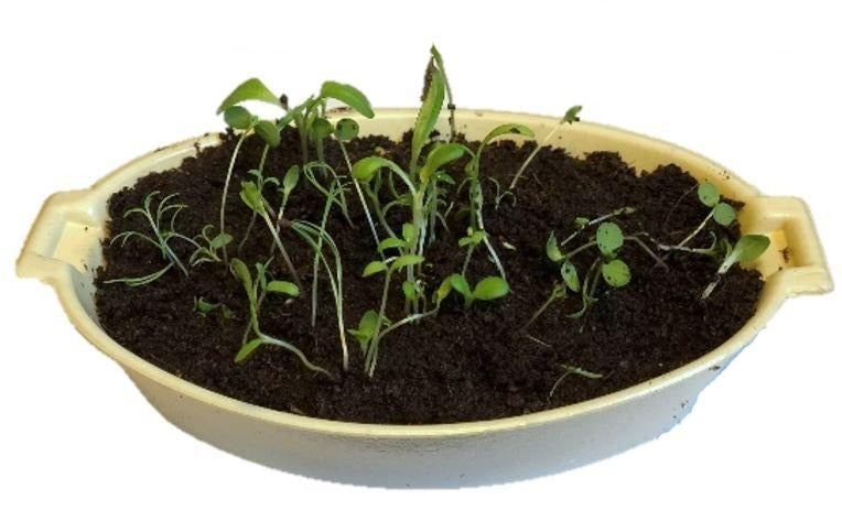 wildflower seeds children's butterfly garden