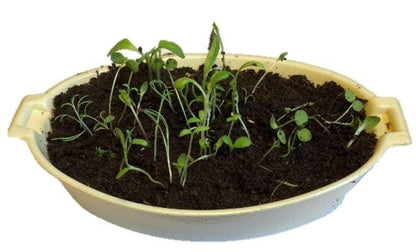 wildflower seeds children's butterfly garden