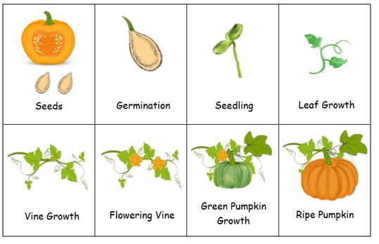 Pumpkin life cycle