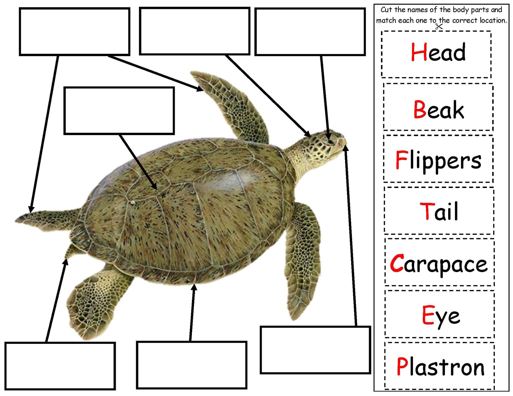 green sea turtle body parts