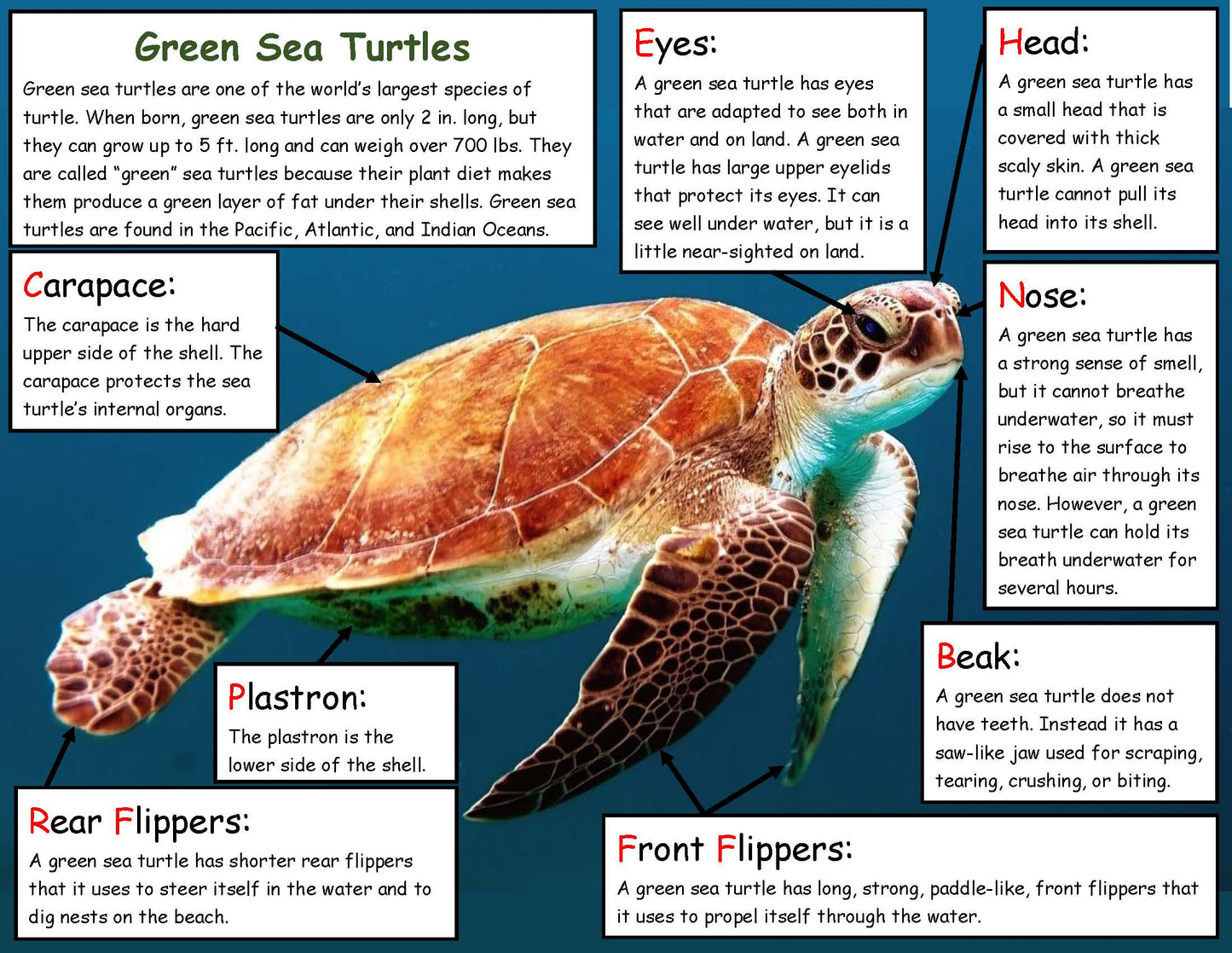 All about green sea turtles