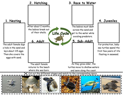 sea turtle life cycle 