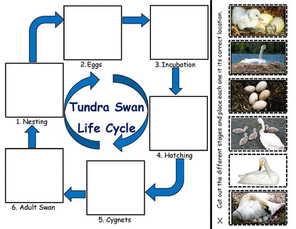 Tundra Swan Life Cycle Board for Kids
