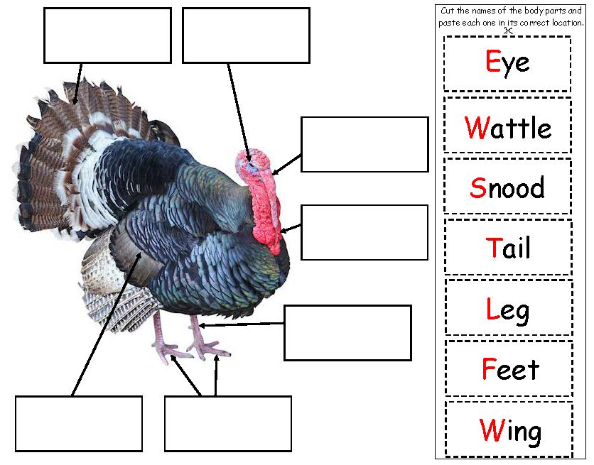 turkey body parts