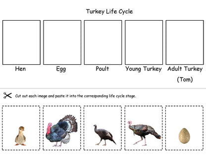 Ivy Kids Kit - Gobble Gobble