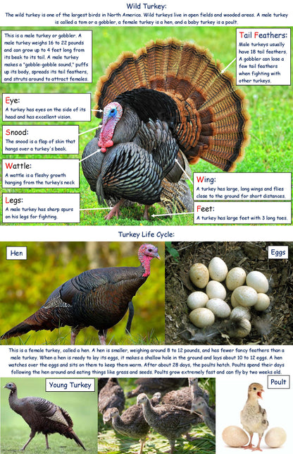 Ivy Kids Kit - Gobble Gobble